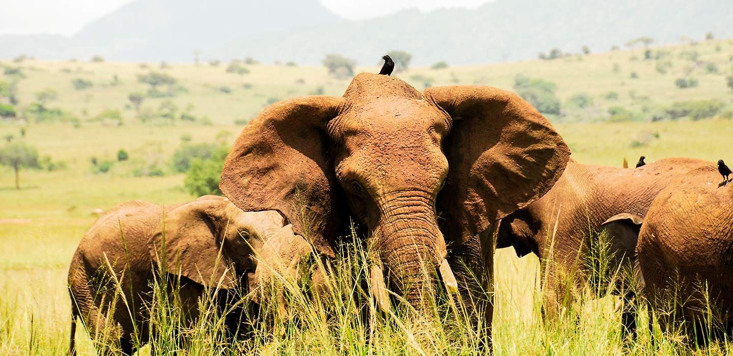 Murchison Falls National Park